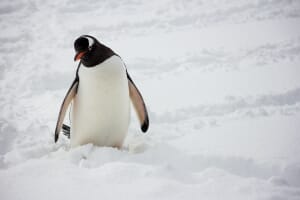 Maybe Gentoo Penguins in Antarctica will make your list?
