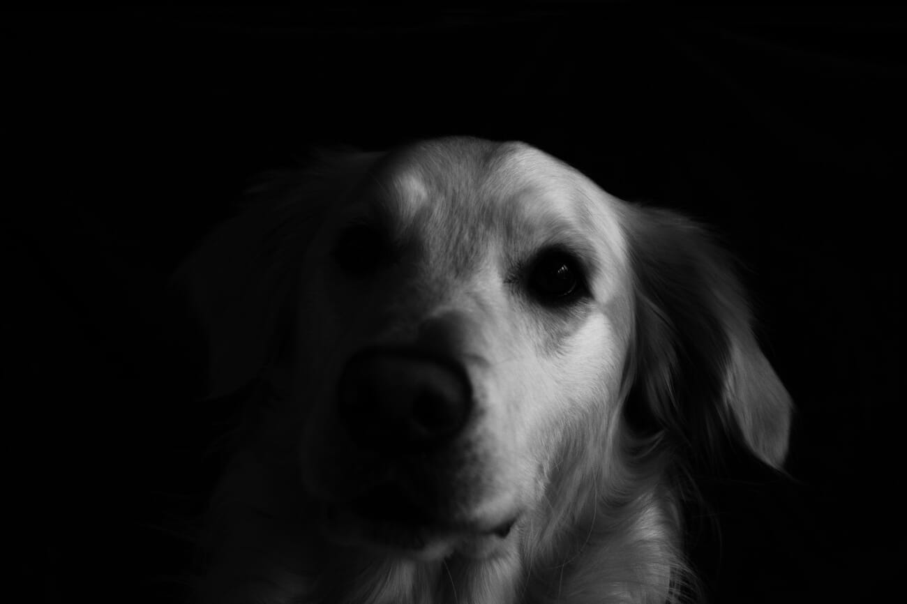 A cream-coloured dog photographed against a dark background, soft and slightly dreamy