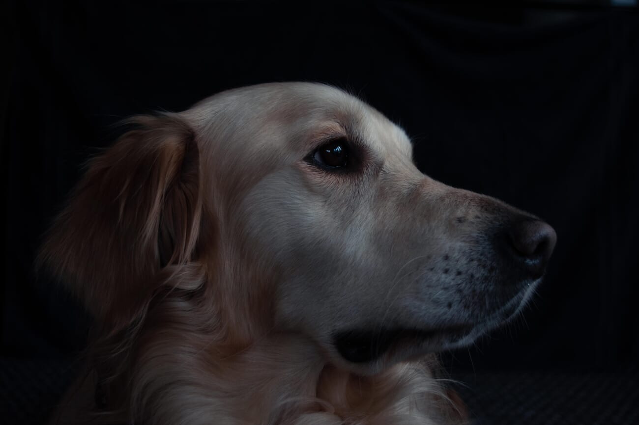 A second photo of the same dog in profile against a dark background