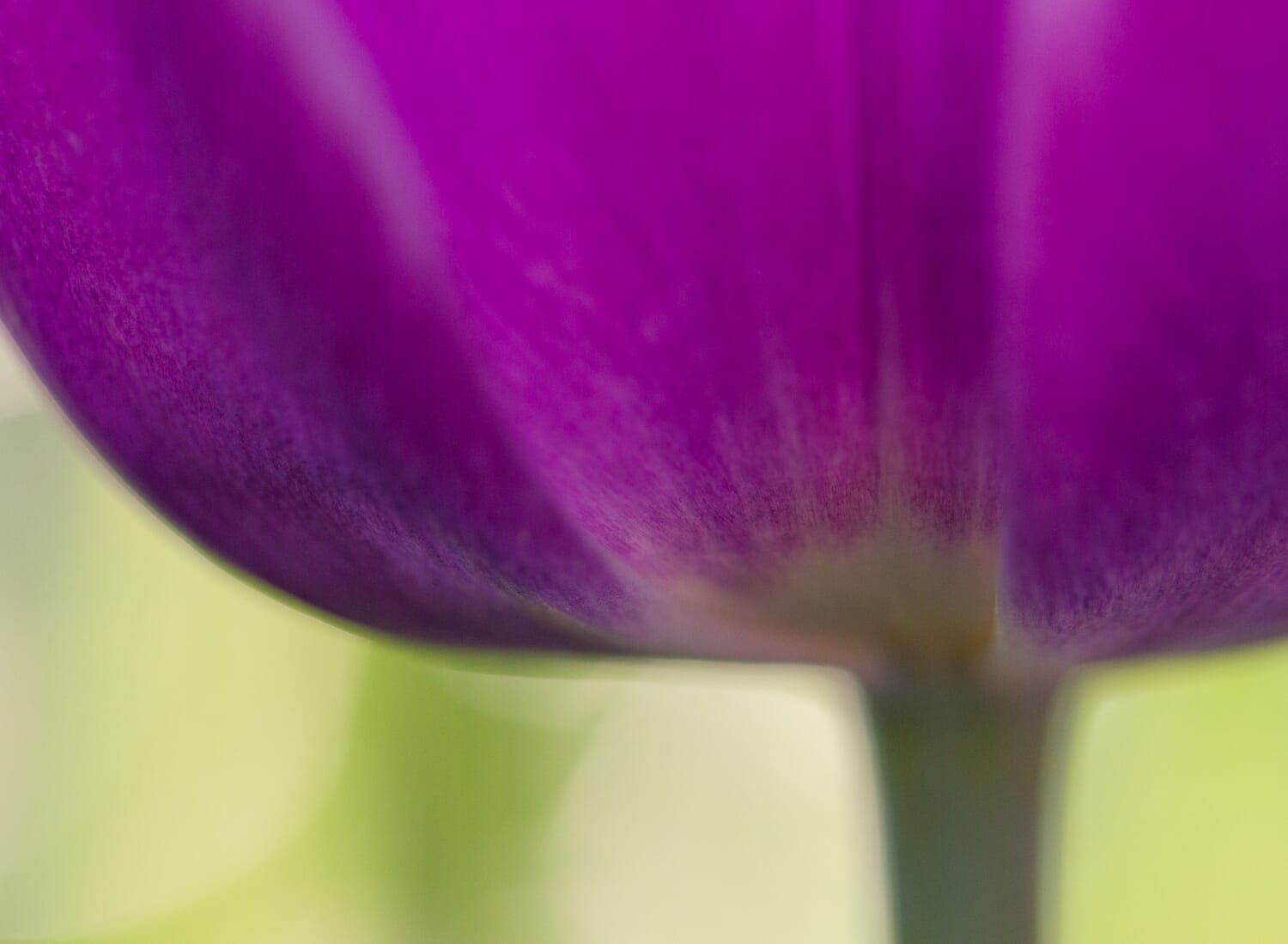 Wide apertures can really enhance your image.