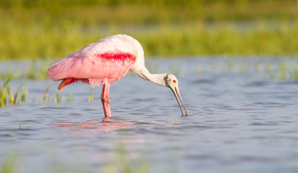 An essential beginner photography tip is to shoot during the golden hour.