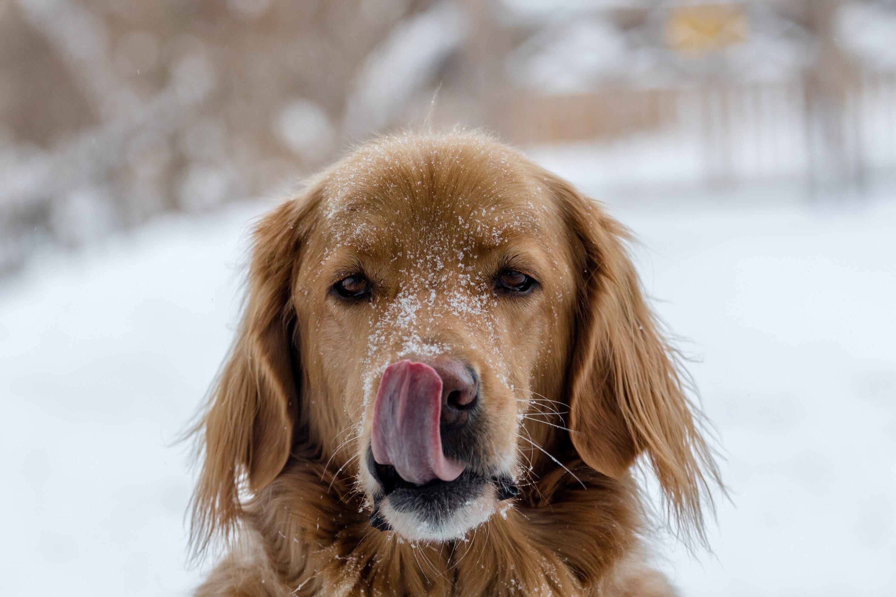 Pets are great subjects - especially in the snow!