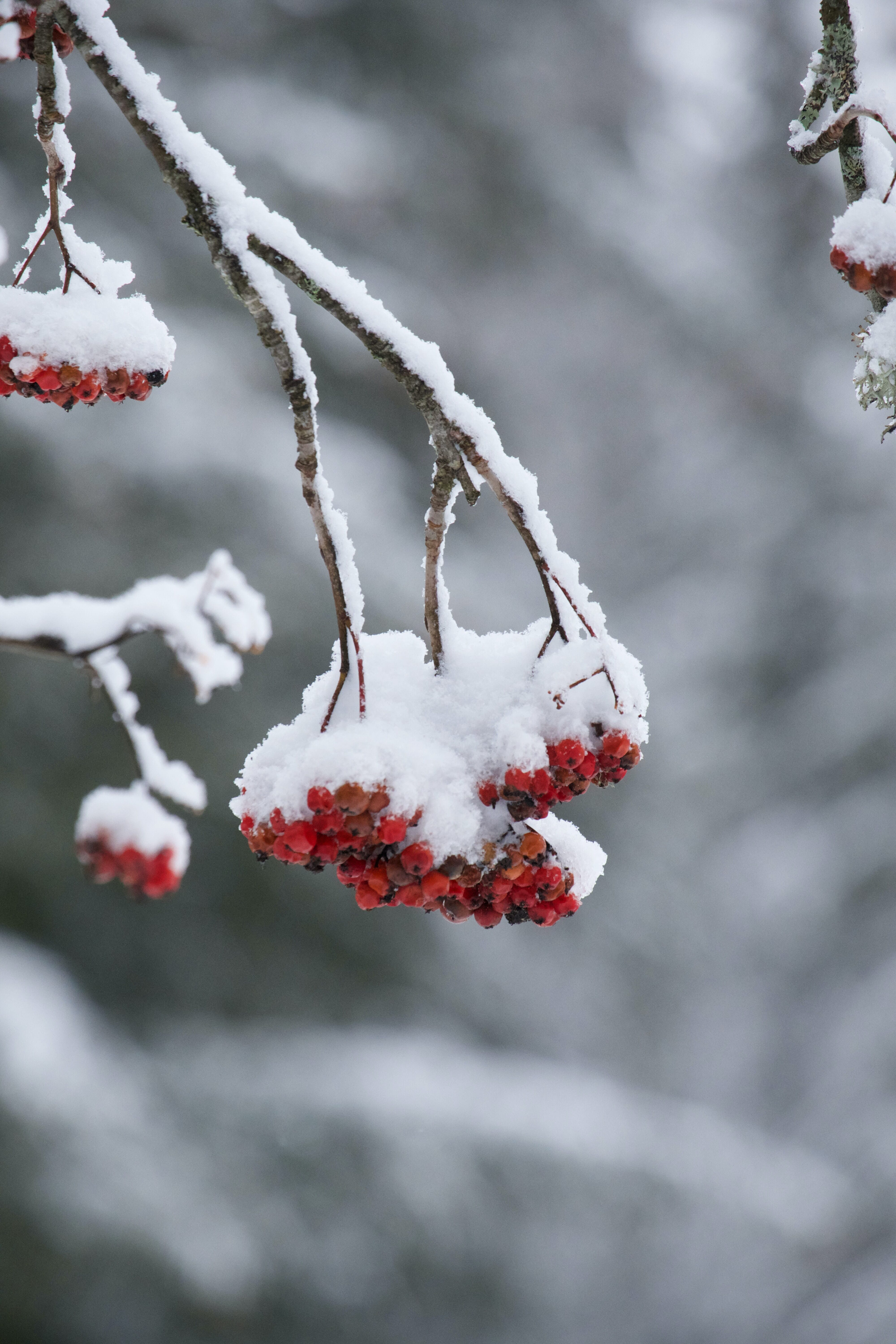 snow-covered berries