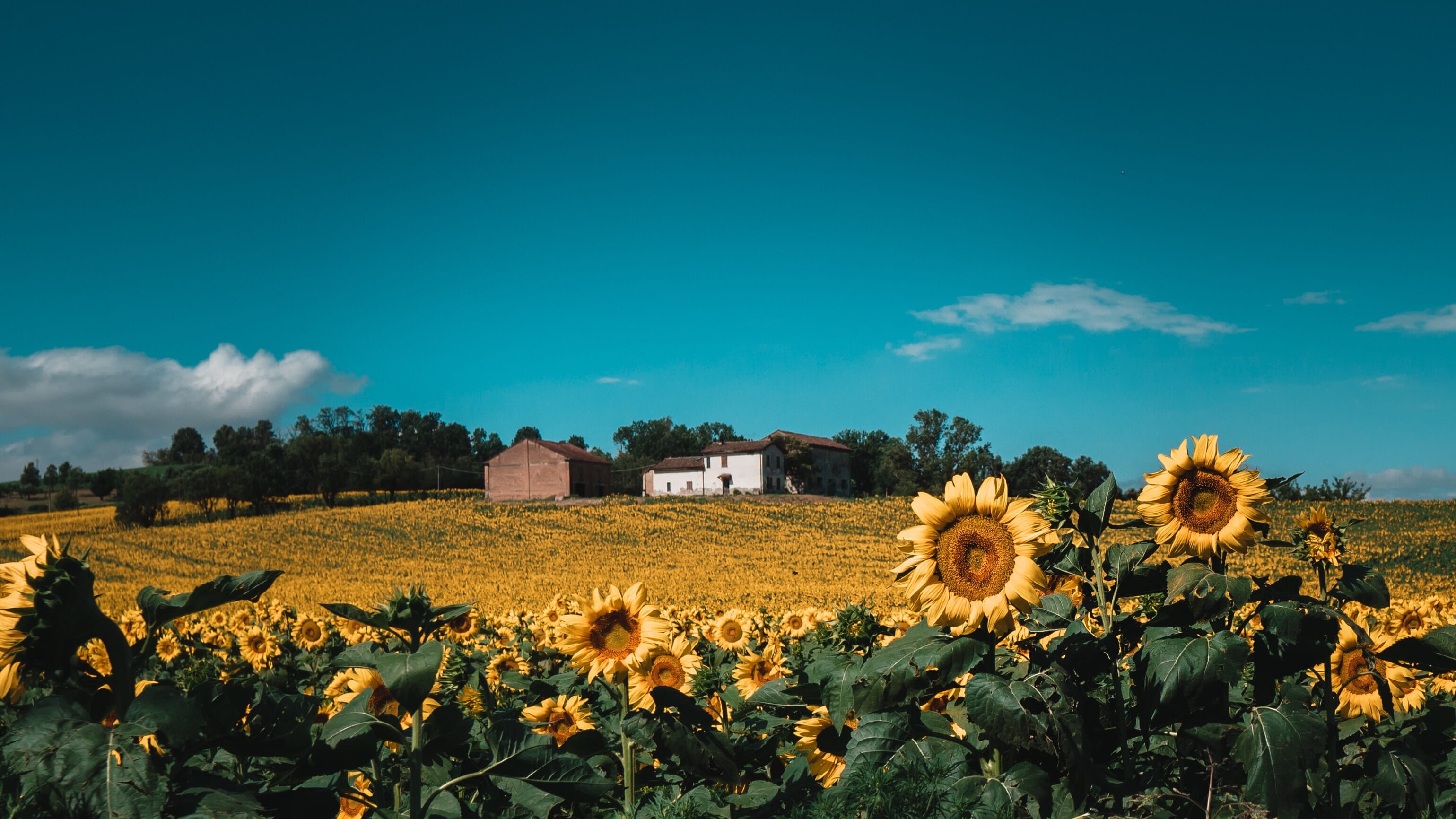 Sunflower Field Photoshoot Ideas And Tips (for Stunning Results)