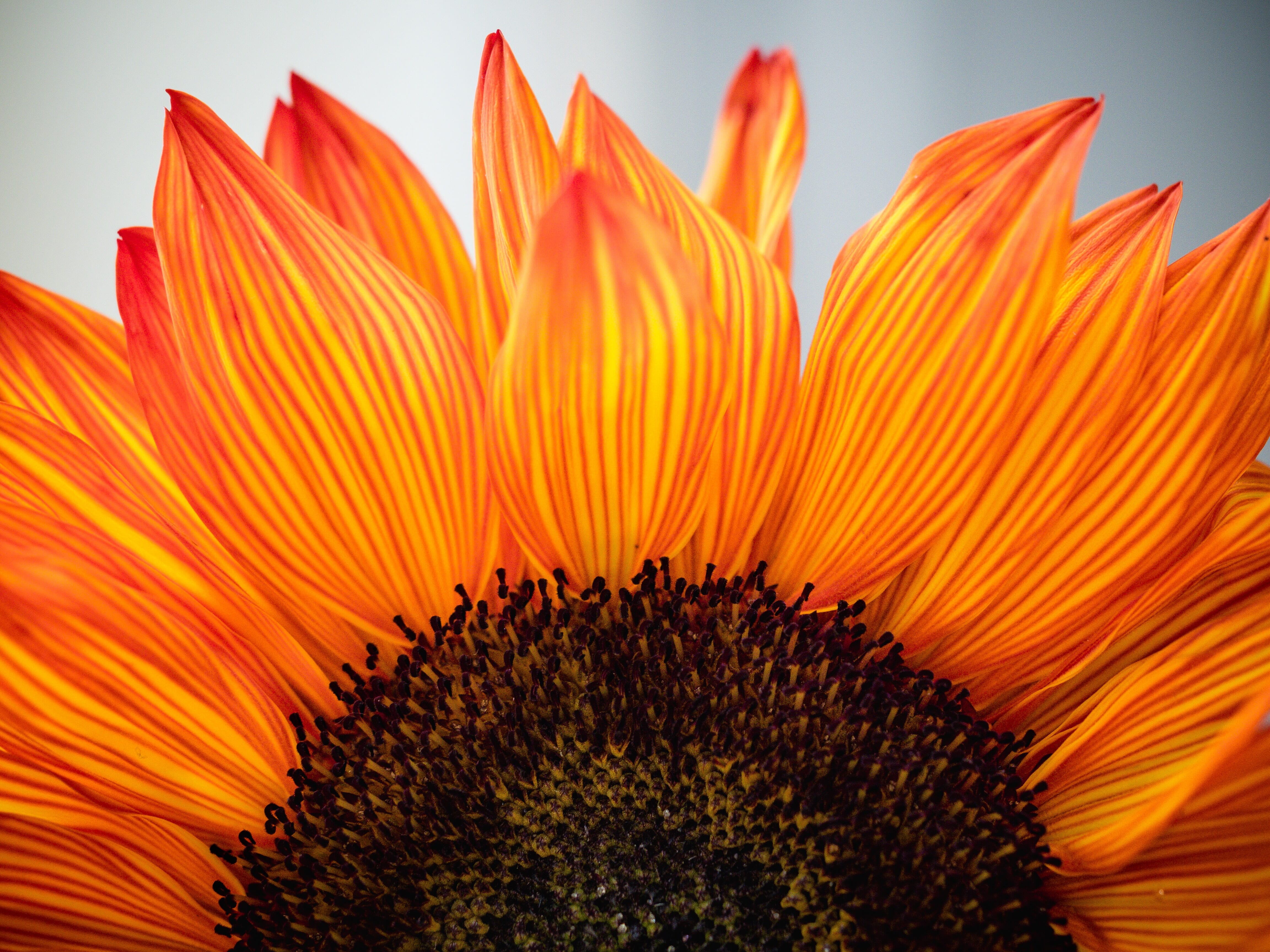 Sunflower Field Photoshoot Ideas And Tips (for Stunning Results)