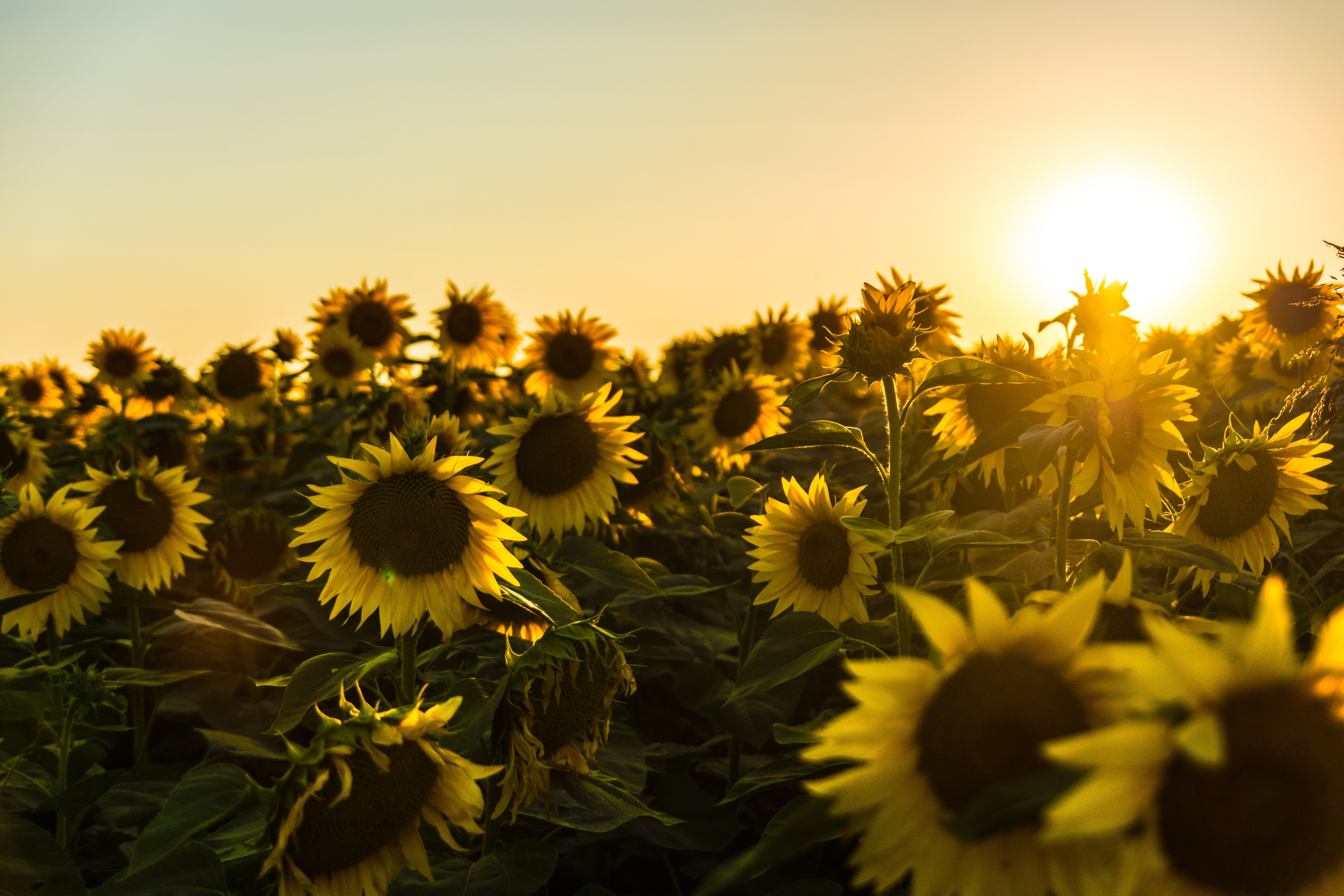 Sunflower Field Photoshoot Ideas and Tips (for Stunning Results)