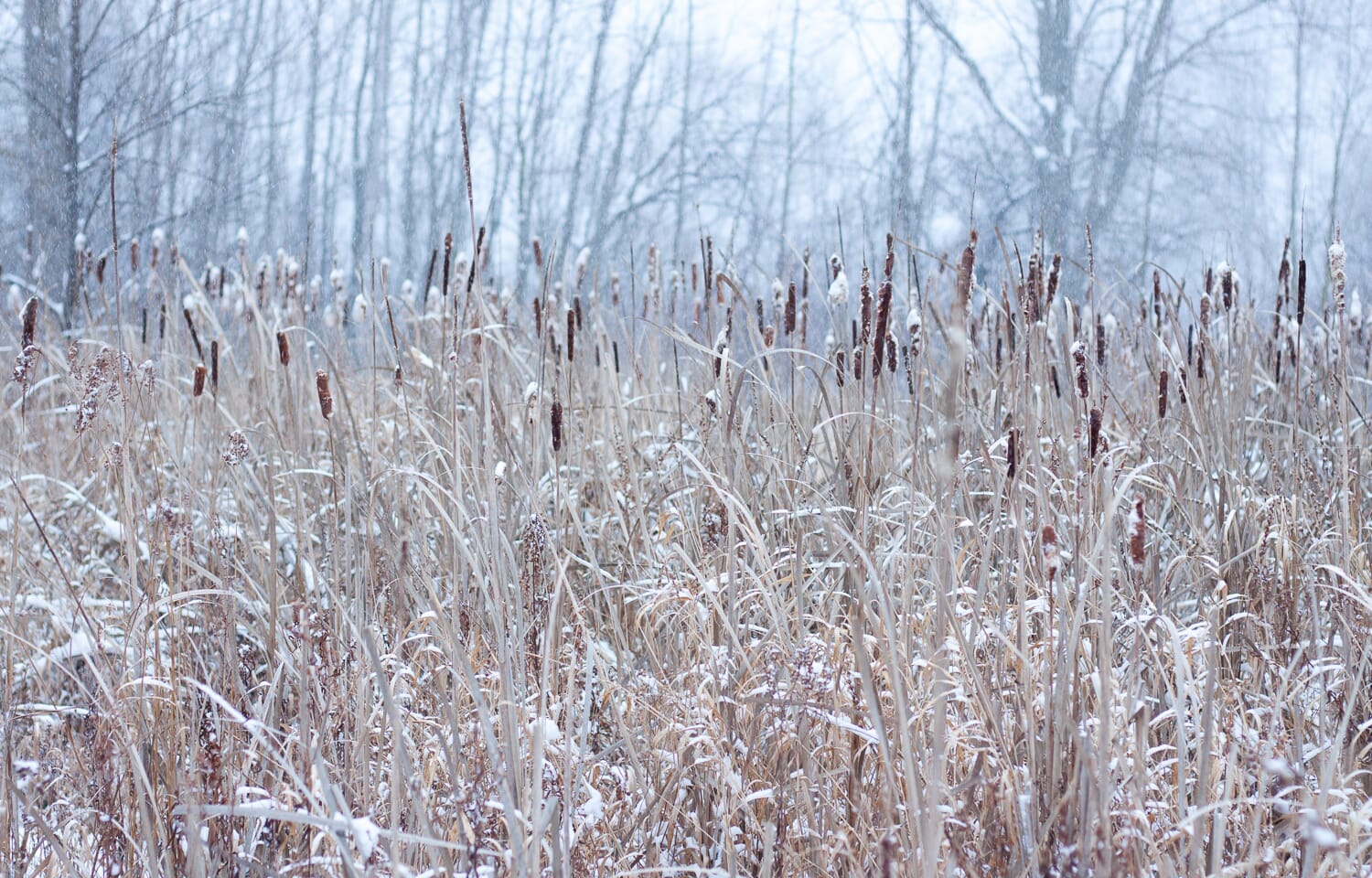close up landscape shot