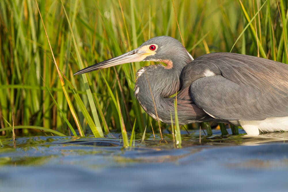 using a telephoto lens for composition effects