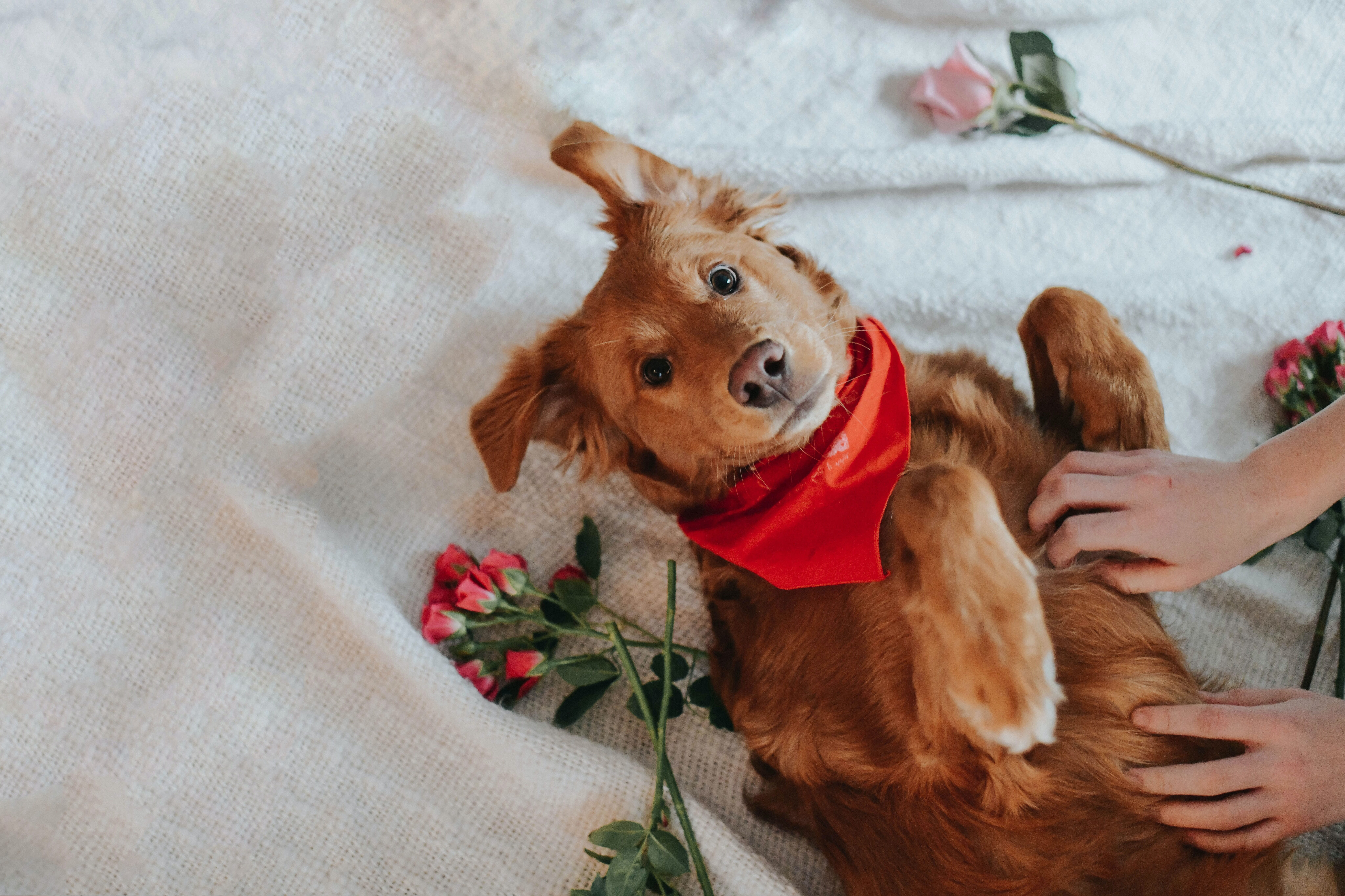 dog in bed with red bandanna and flowers