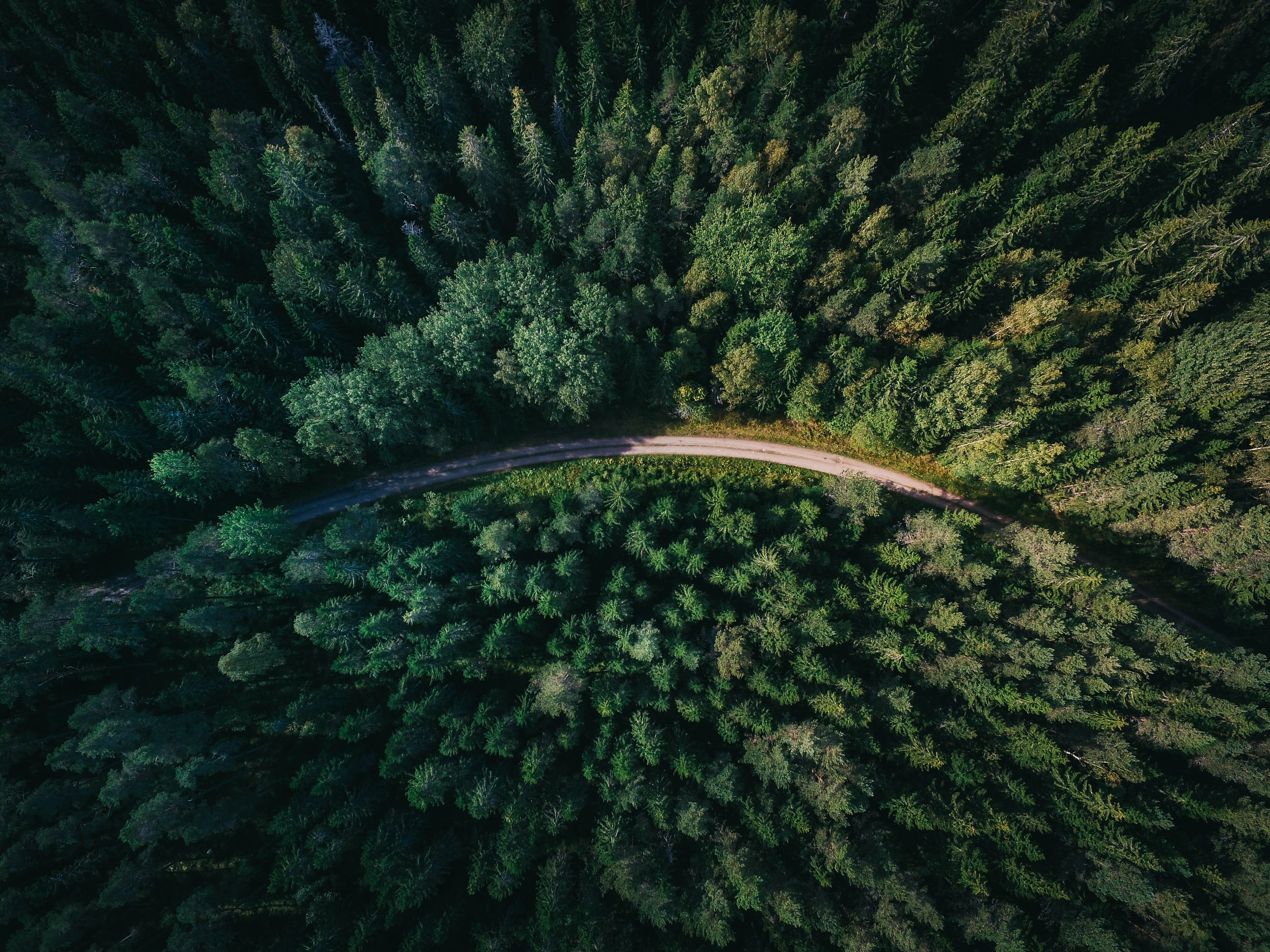 Look at how the trees contrast with the road curve.