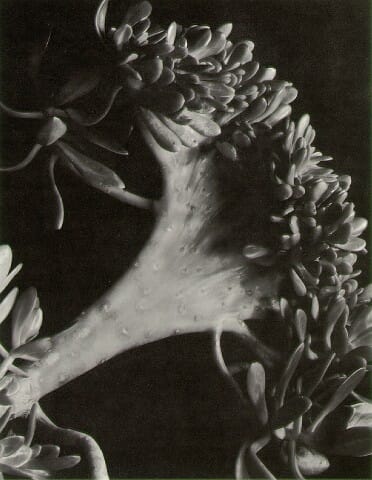 Succulent, Imogen Cunningham - A Female Artist in the Modern Photography Movement