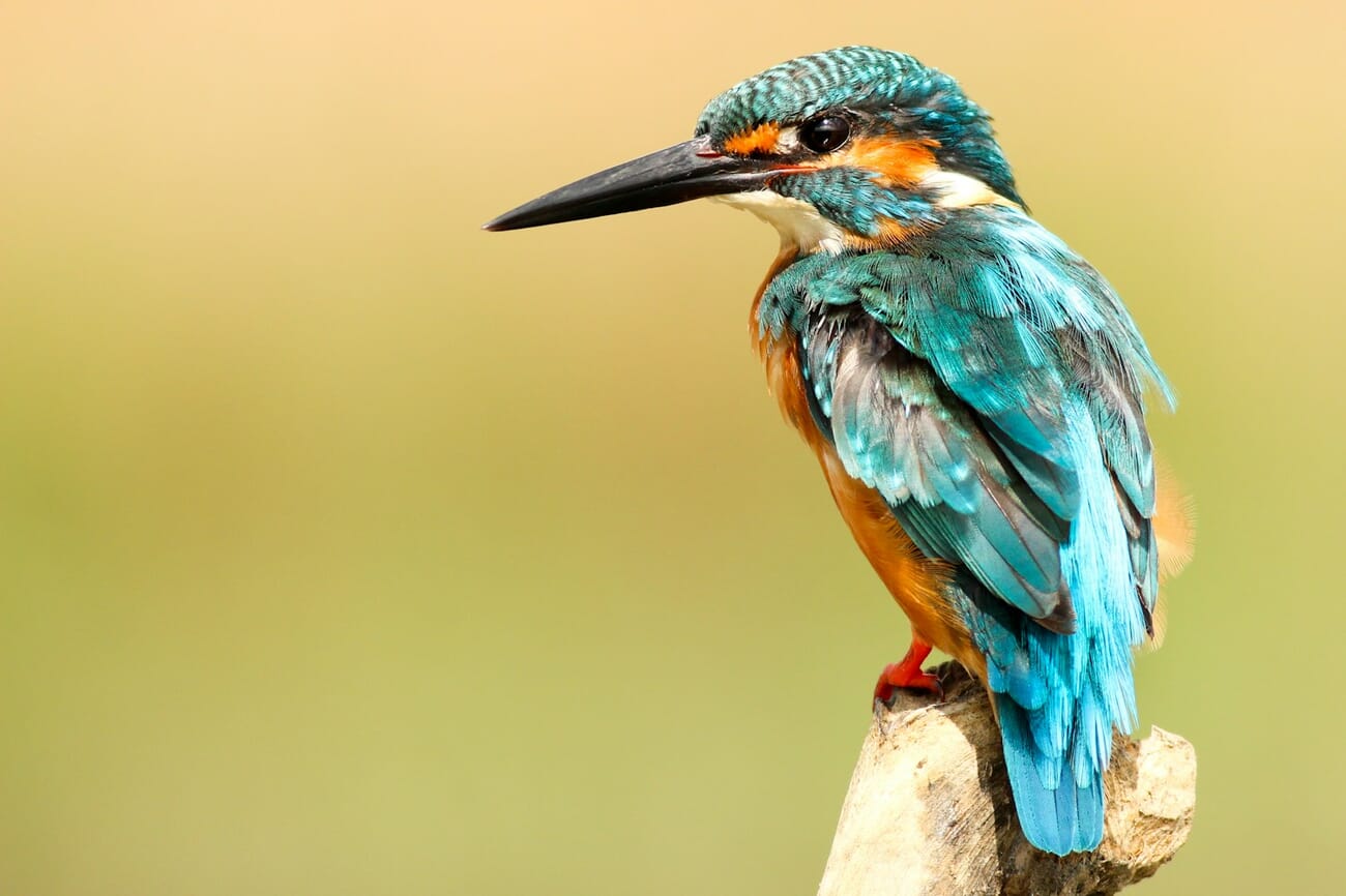 Kingfisher on a perch with a completely smooth cream background, shot at f/5.6 on a 400mm lens
