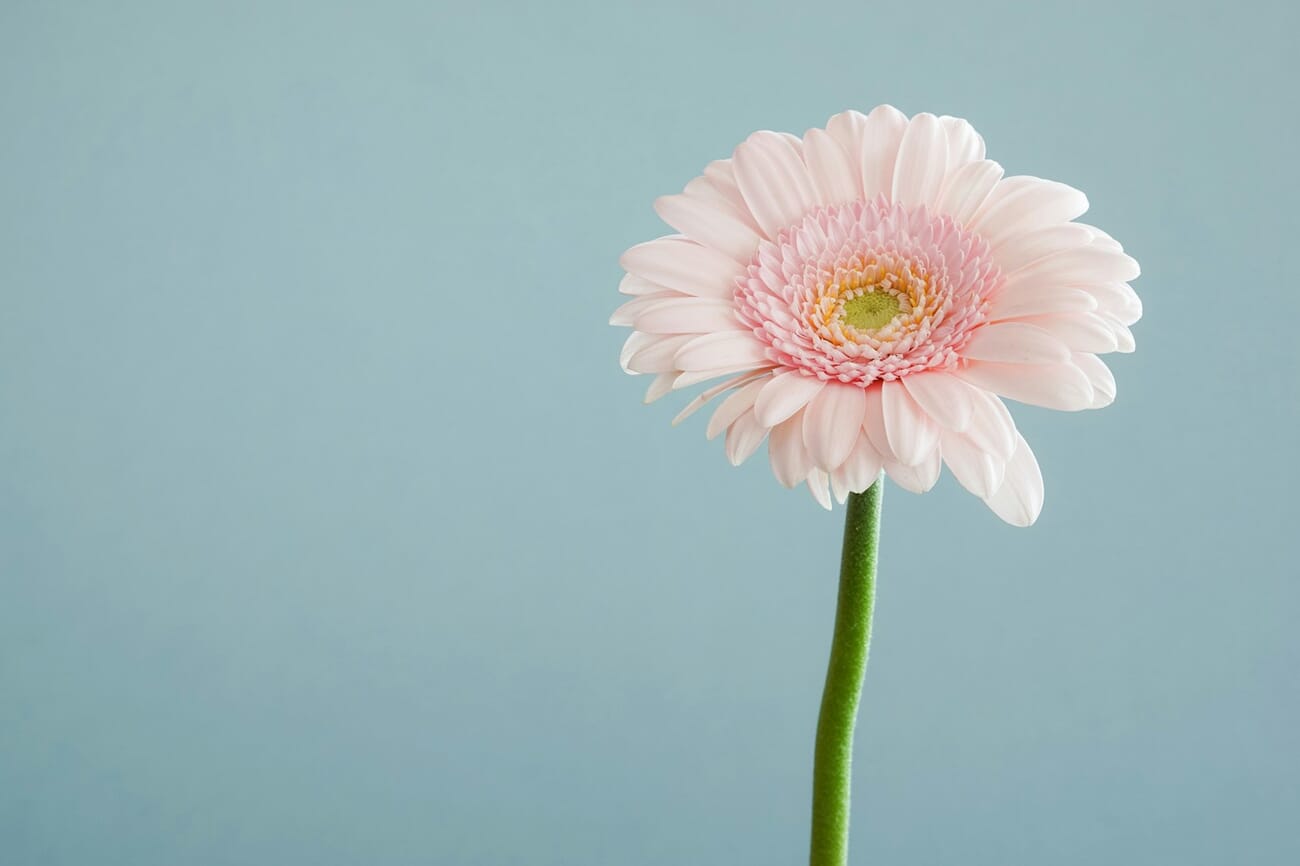 Pink gerbera flower sharp from stem to petal tips, shot at f/10