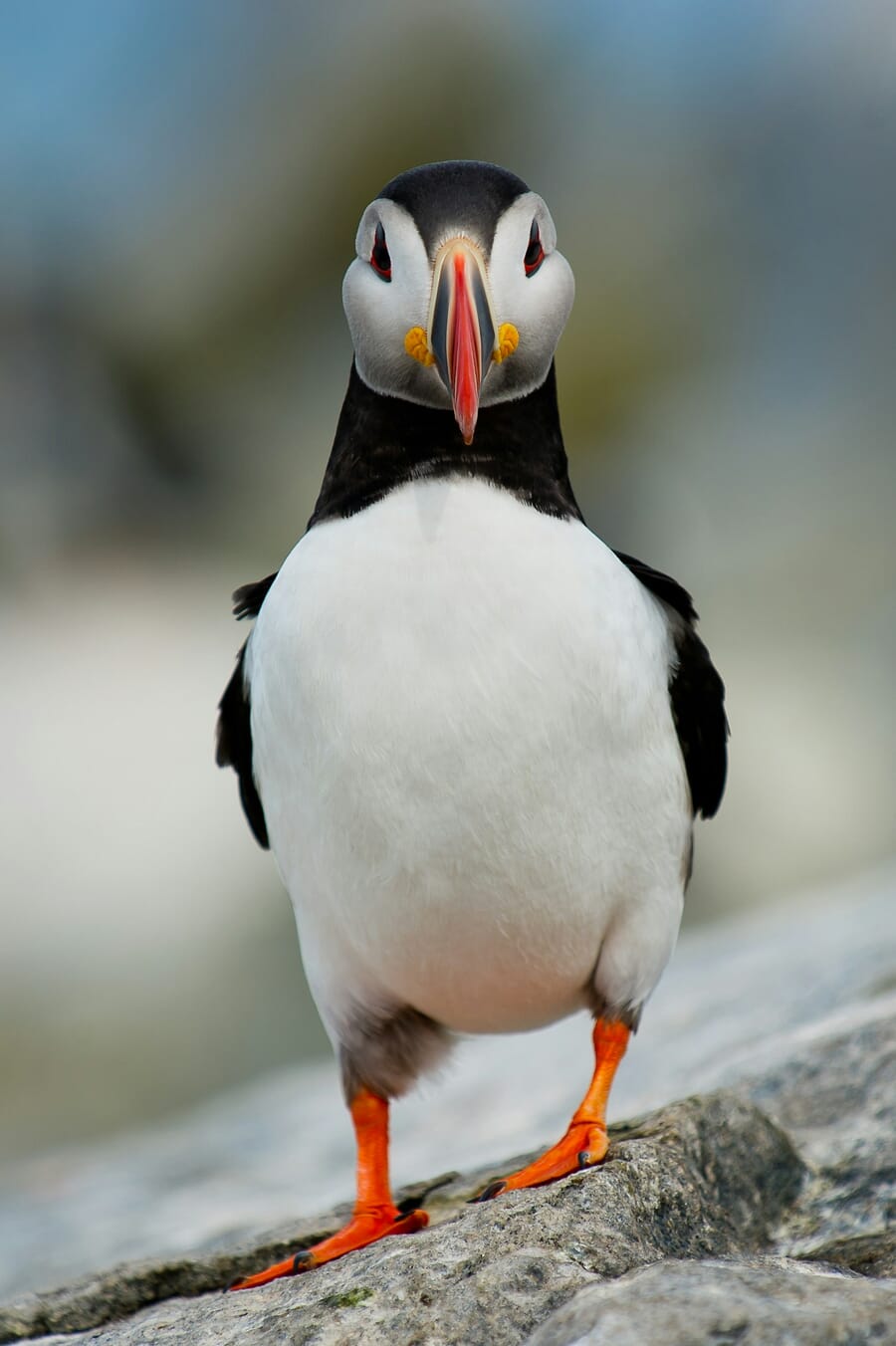 Puffin standing on a rock, isolated against a soft blurred background at f/5 on a 280mm lens