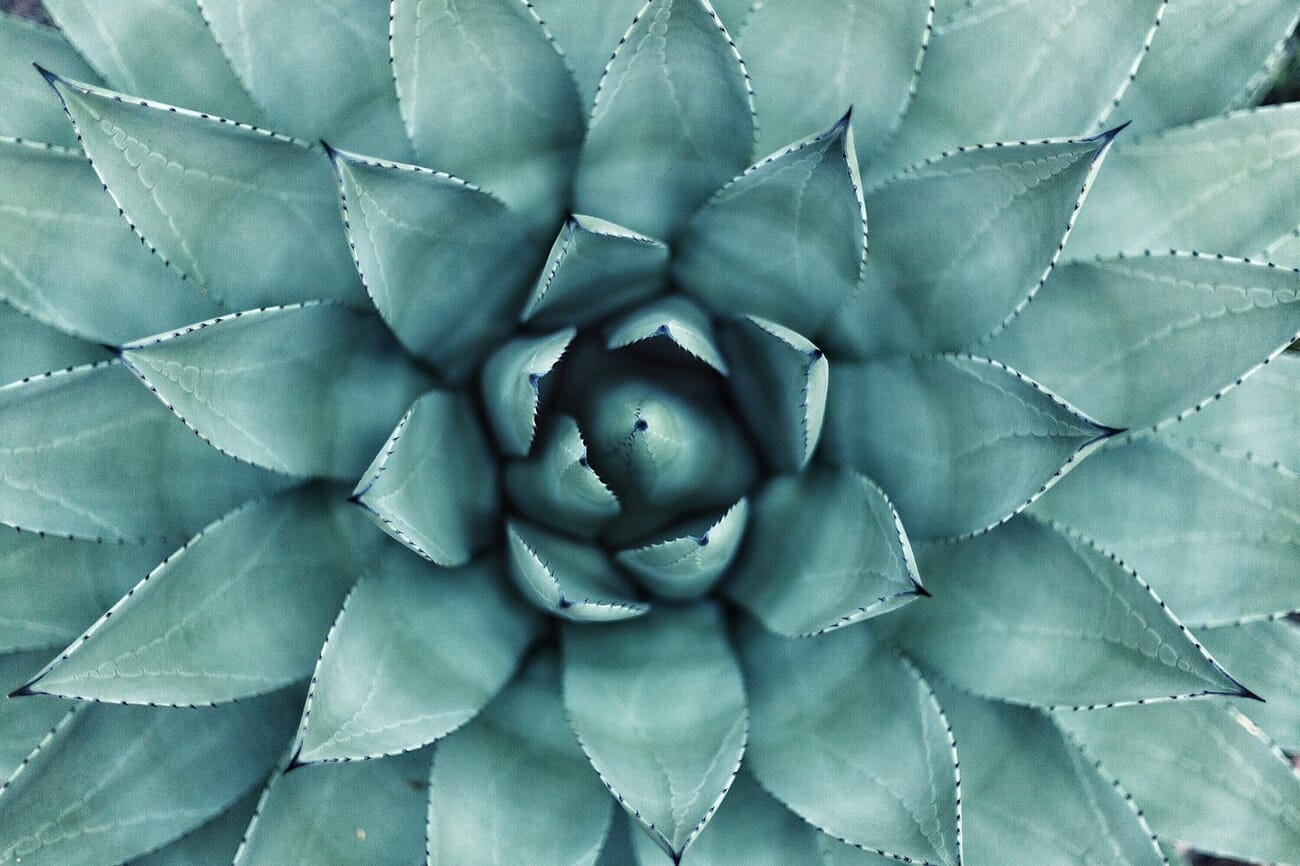 Succulent rosette with only the center in focus at f/1.8, edges already soft