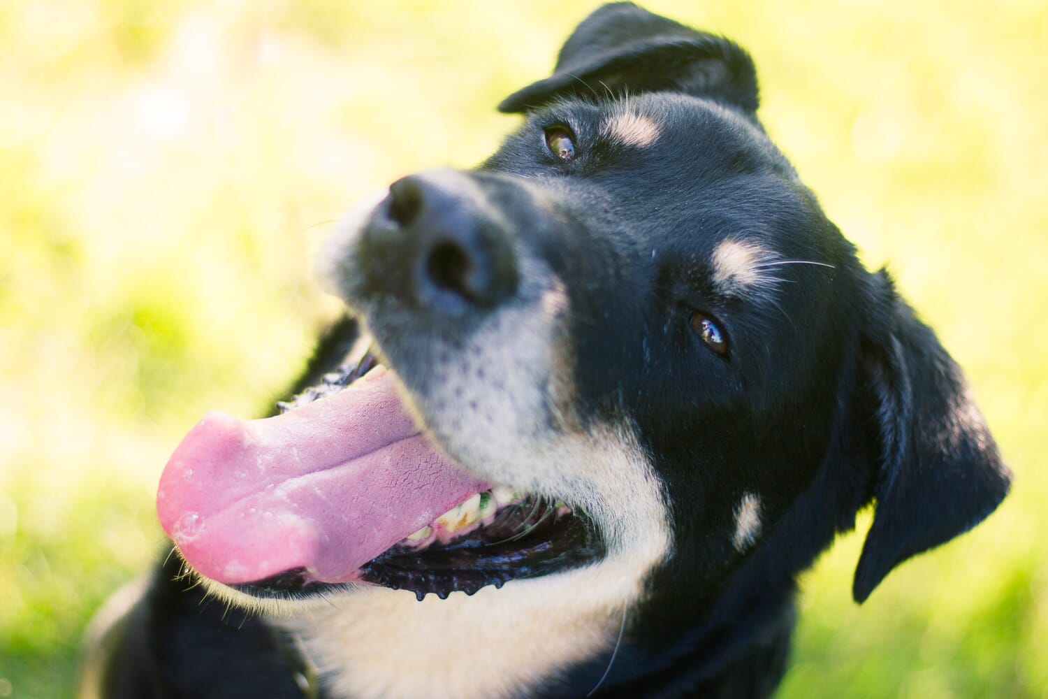Black and tan dog with its mouth open and tongue hanging out on a bright background.