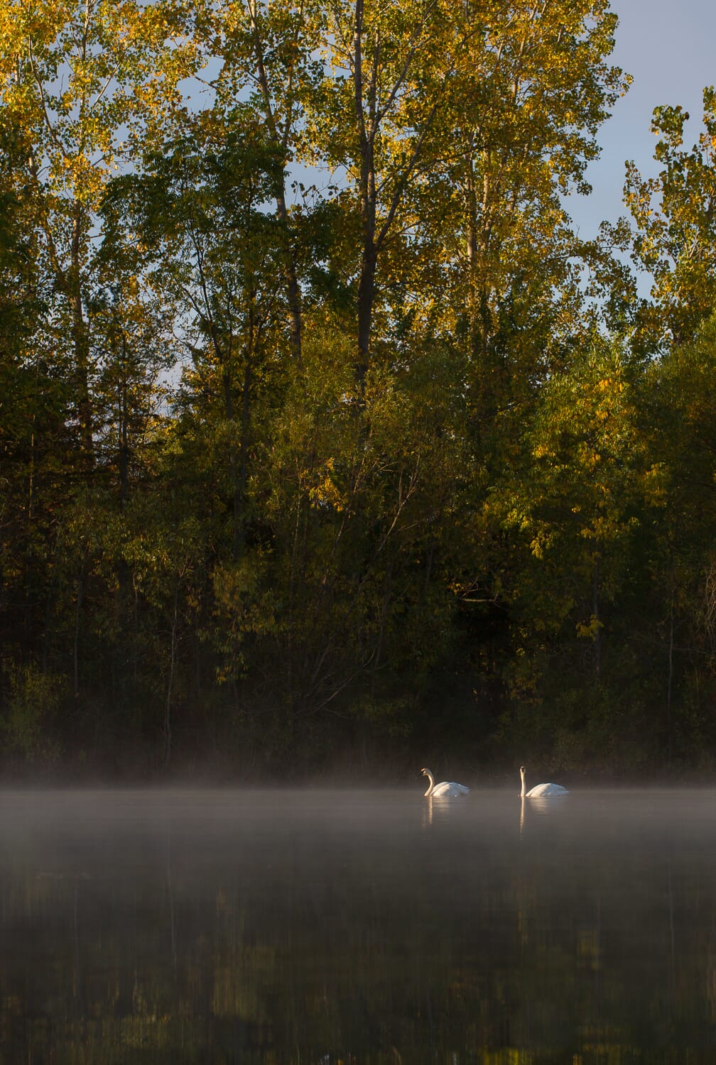 Two swans on a misty lake with autumn trees in the background.