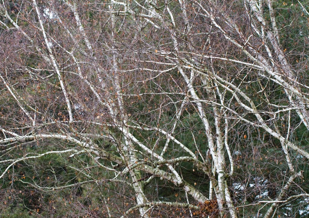 Birch trees with old leaves against a green pine-tree background.