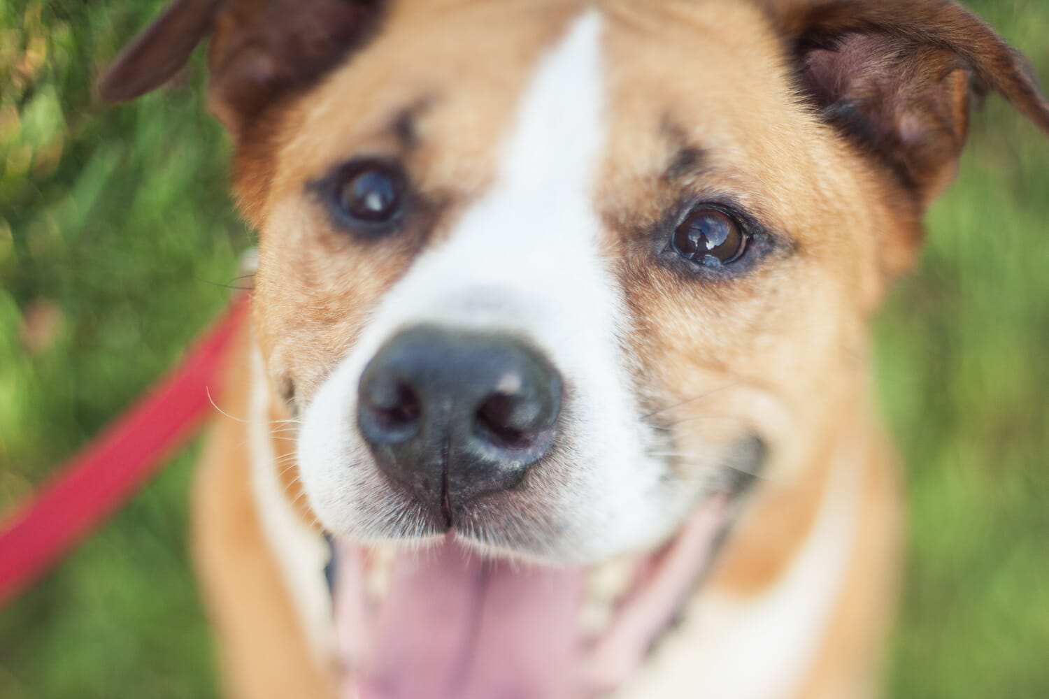Soft-focus image of a brown and white dog with its mouth open and tongue out.