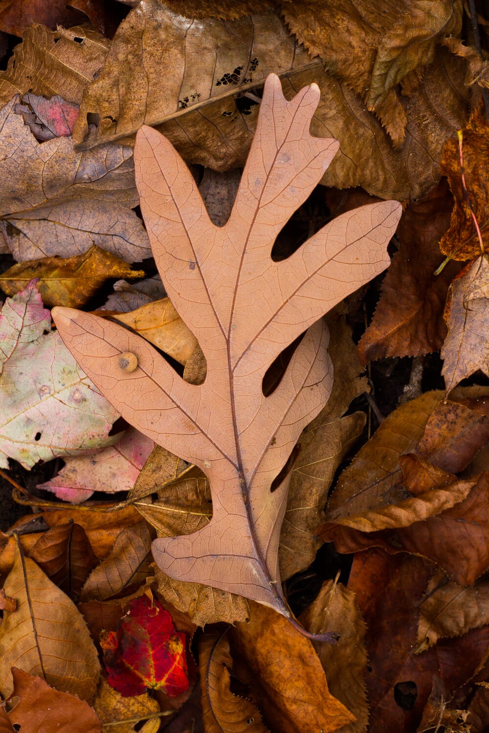 Dead autumn leaf on the ground surrounded by other fallen leaves.