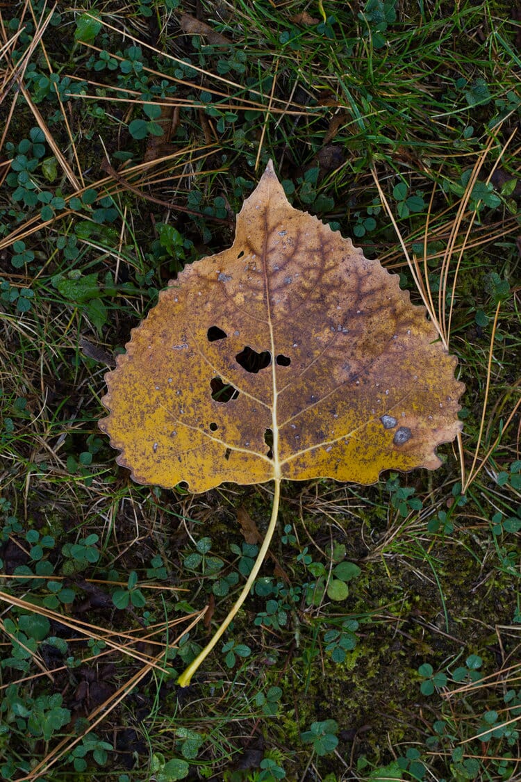 A yellow birch leaf on green clovers surrounded by pine needles.