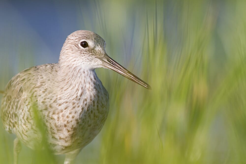 Willet surrounded by out-of-focus grasses and a blue background.