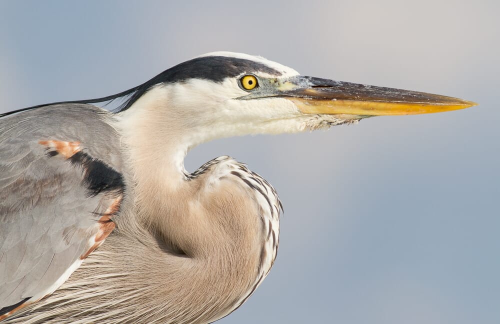 close up shot of a bird