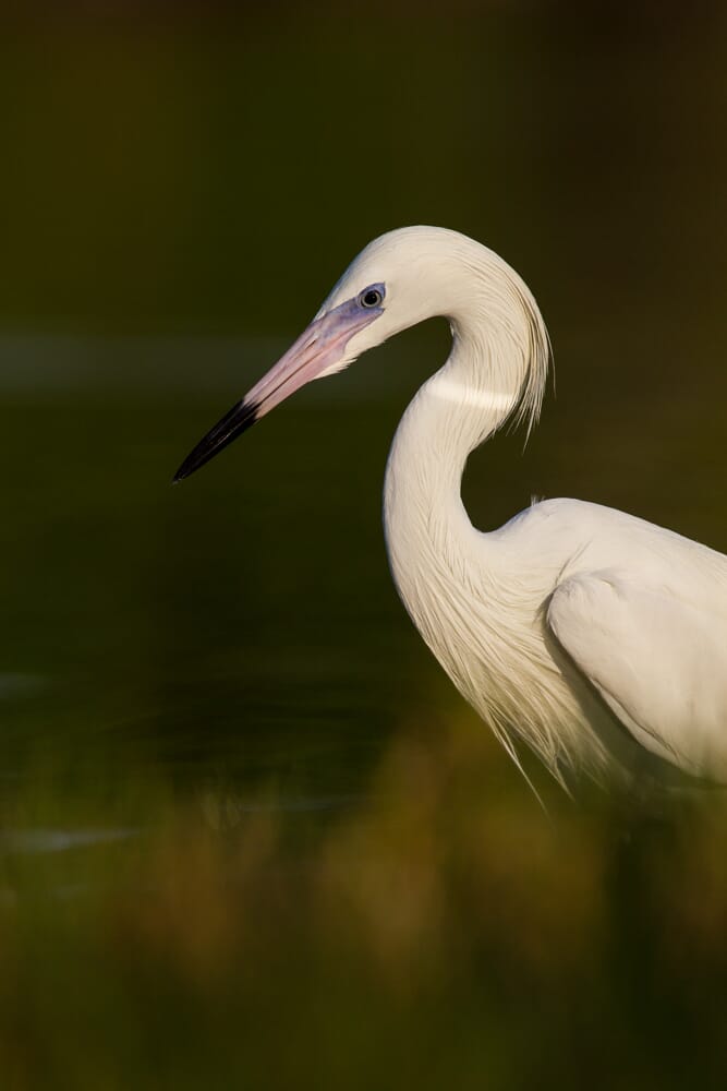 White morph reddish egret with dark green background and foreground grasses.