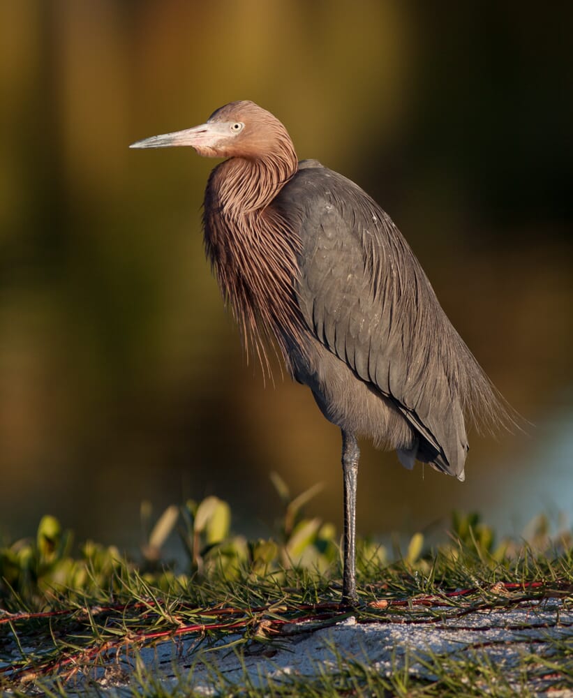 Reddish egret perching on sand with water in the background.