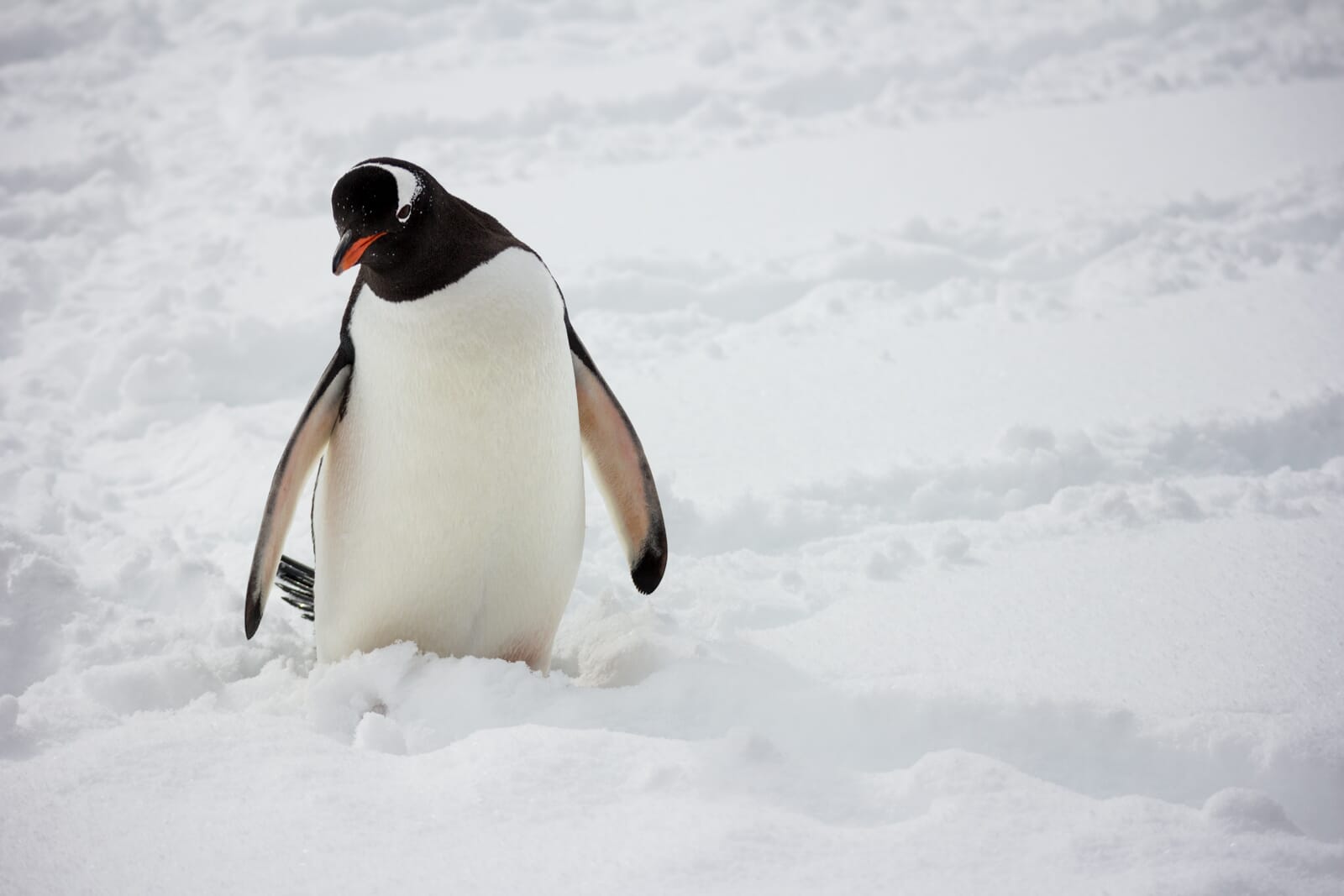 A penguin with an orange beak stands in messy snow.