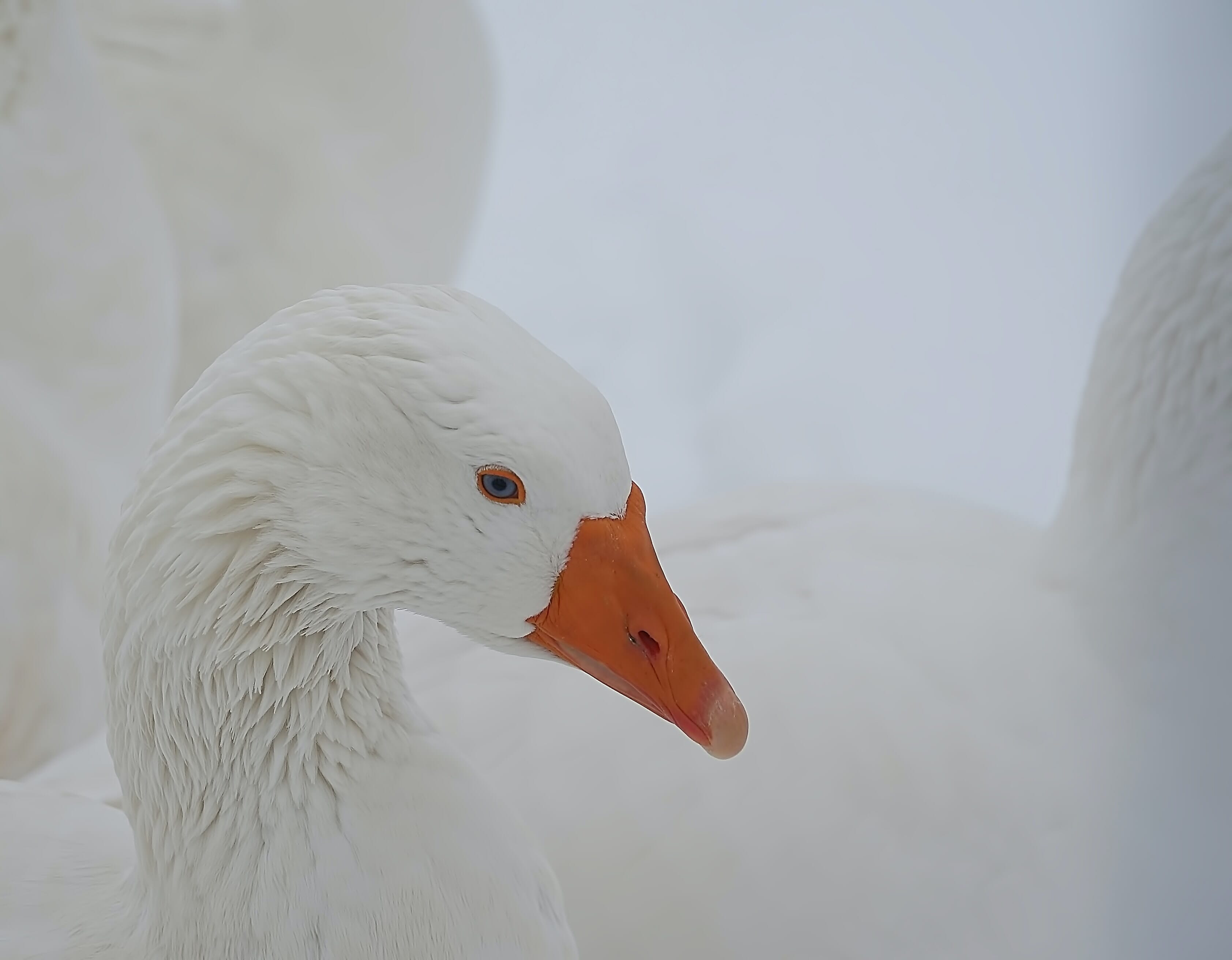 white geese