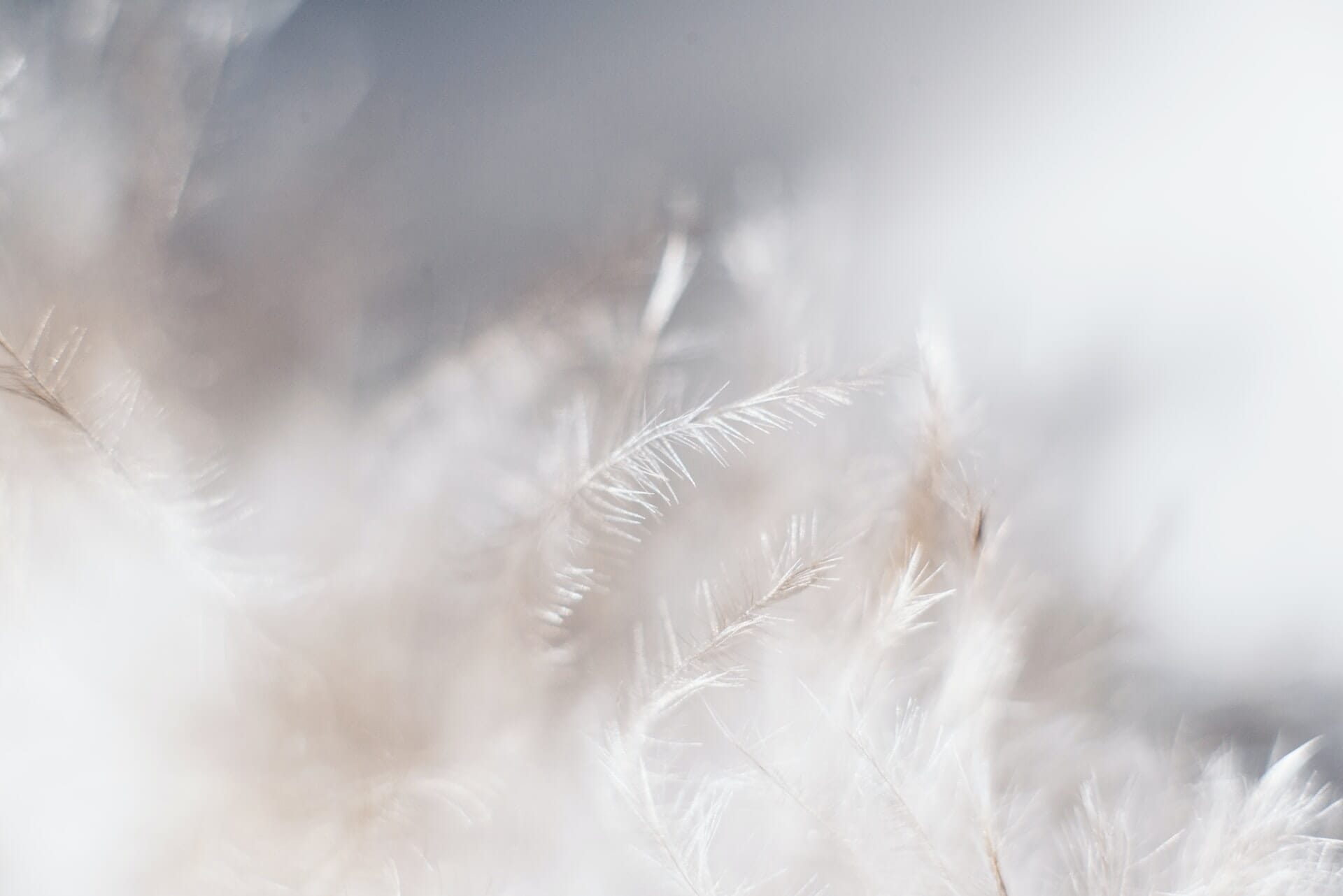 Macro shot of white feathers