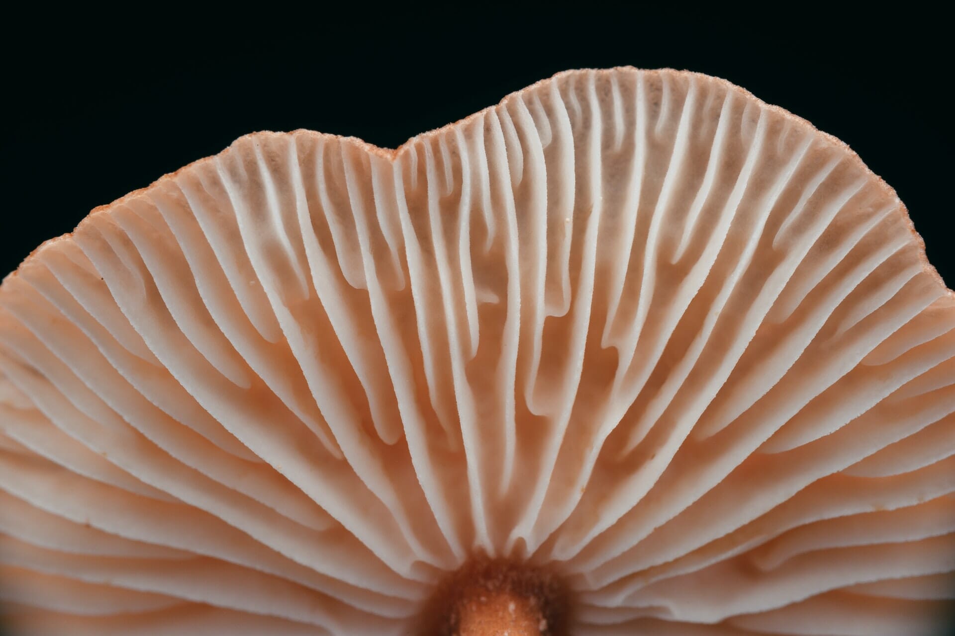 Close-up image of mushroom gills