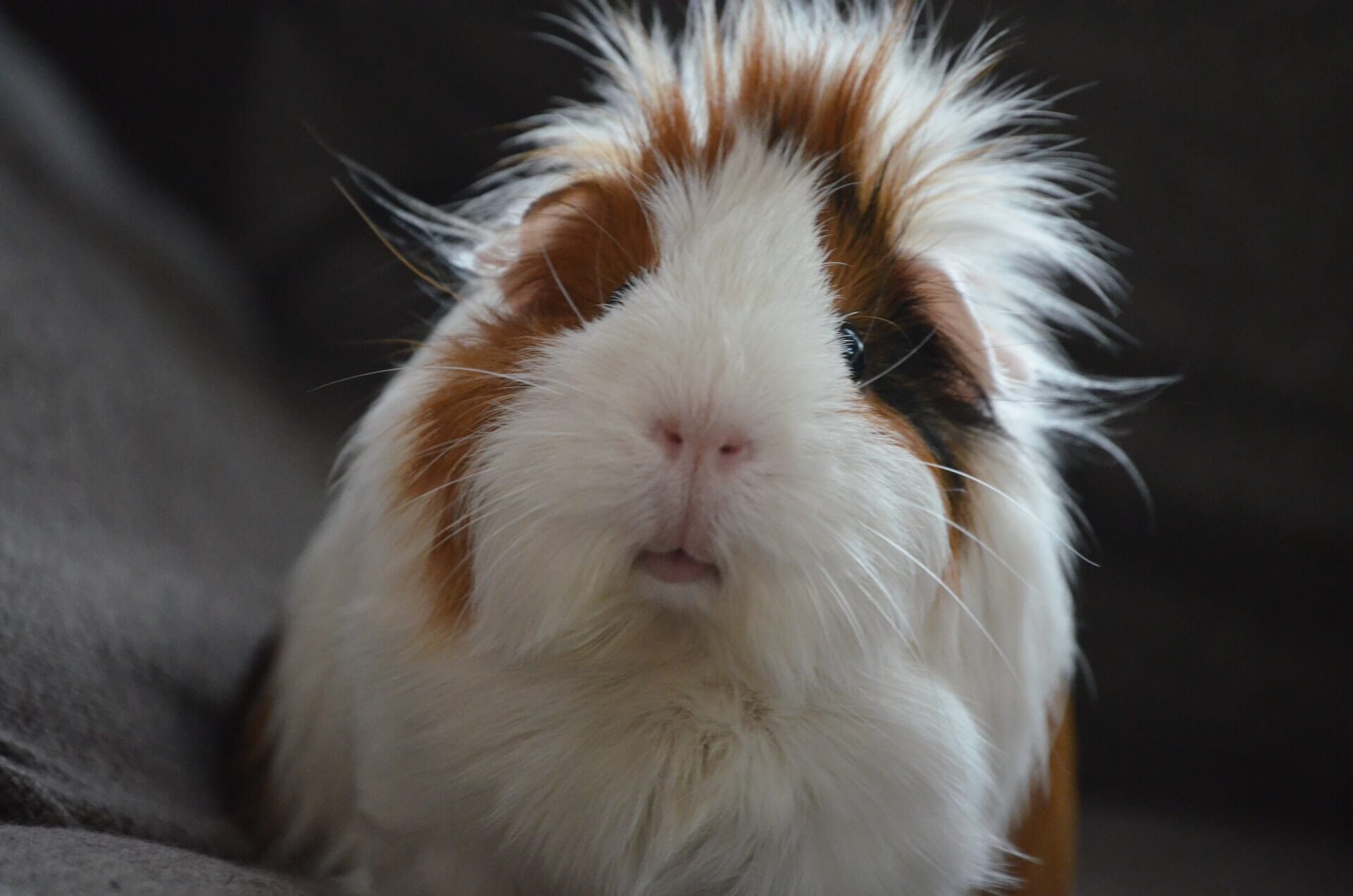 Close-up of brown and white guinea pig