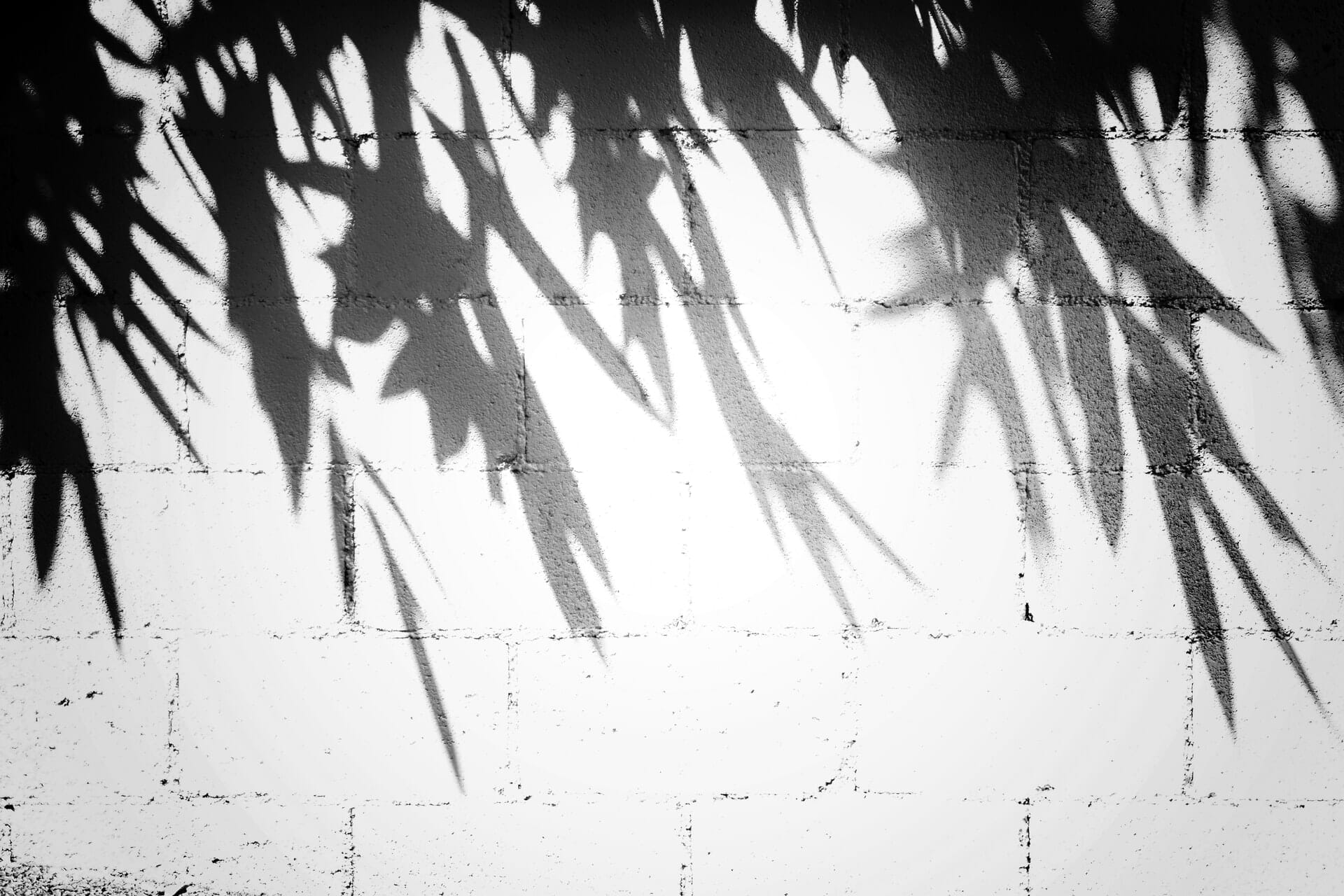 Shadow patterns of foliage against a white brick wall indoor photoshoot ideas