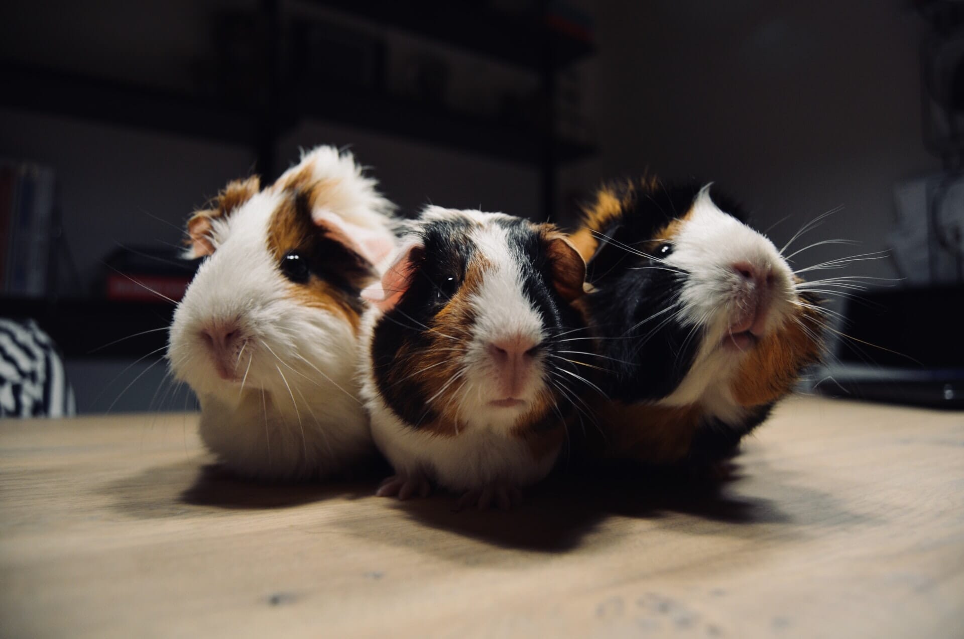 Three guinea bigs side by side.