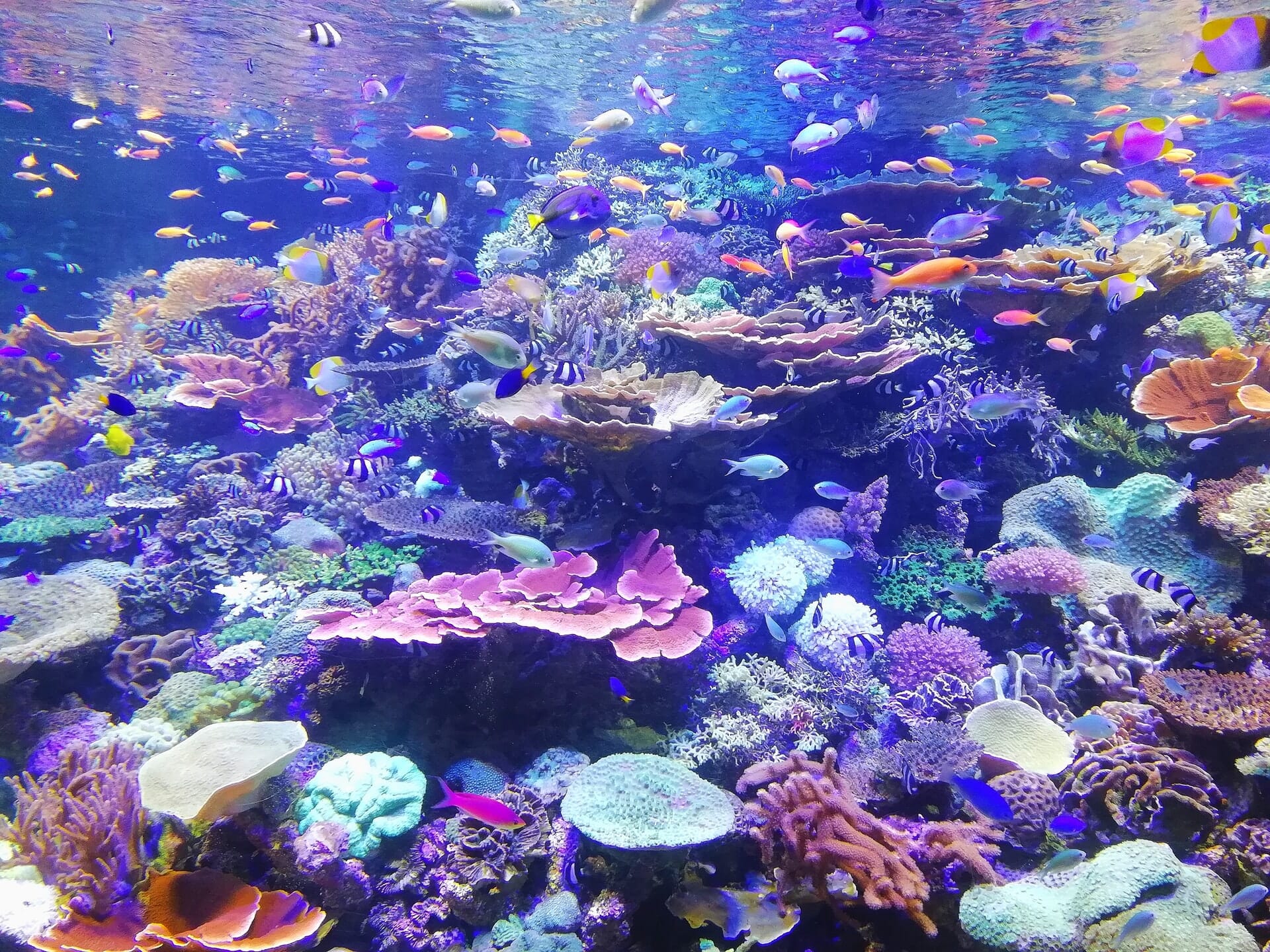 Underwater photo of coral reef.