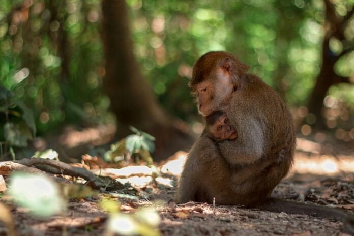 wide aperture example image (monkeies with blurred background)