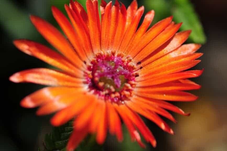 Flower Photography