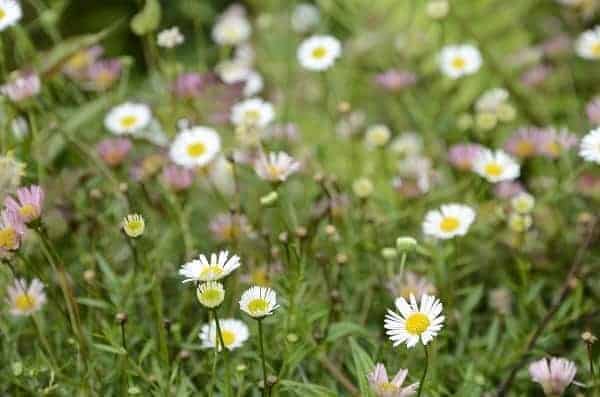 Flower Photography with Your Kit Lens