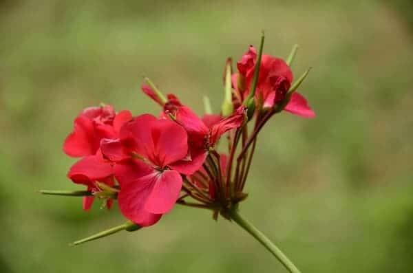 Flower Photography with Your Kit Lens