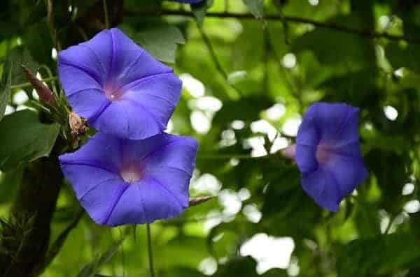 Flower Photography with Your Kit Lens