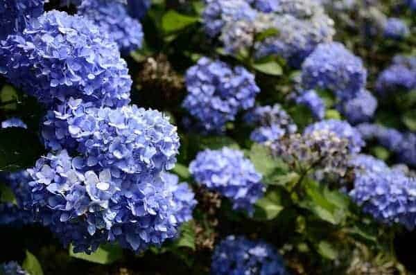 Flower Photography with Your Kit Lens