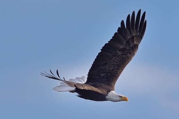 Zoom in: Bald Eagle in Flight at Babcock Wildlife Management, Florida by Diana Robinson