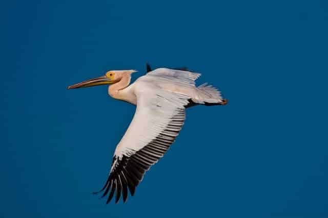 How to shoot a flying bird with a telephoto lens