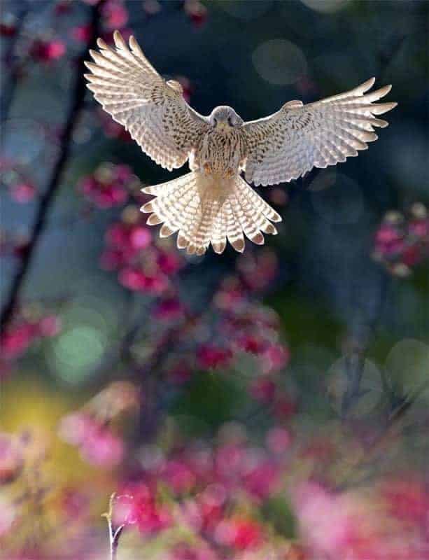 How to photograph flying birds: Backlight