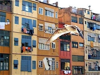 Shooting a flying bird with a compact camera
