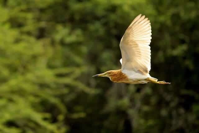 Flying Bird: Indian Pond Heron, captured with a Canon Kit Lens at 250mm