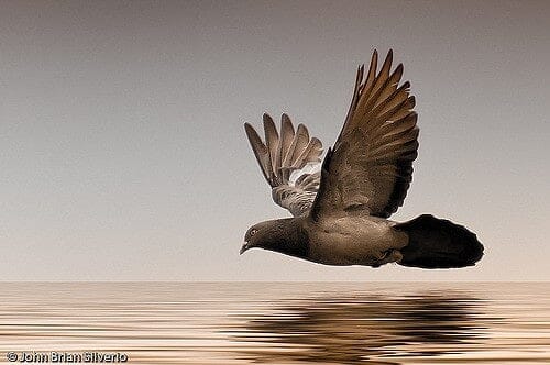 best superzoom camera for birding