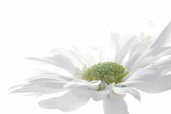 The Floating Flower by Nick Coombe